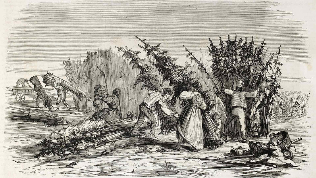 A Brief History of Hemp in The United States