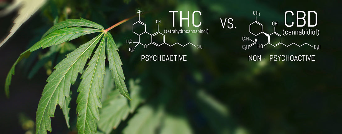 CBD VS THC: What’s the Difference?